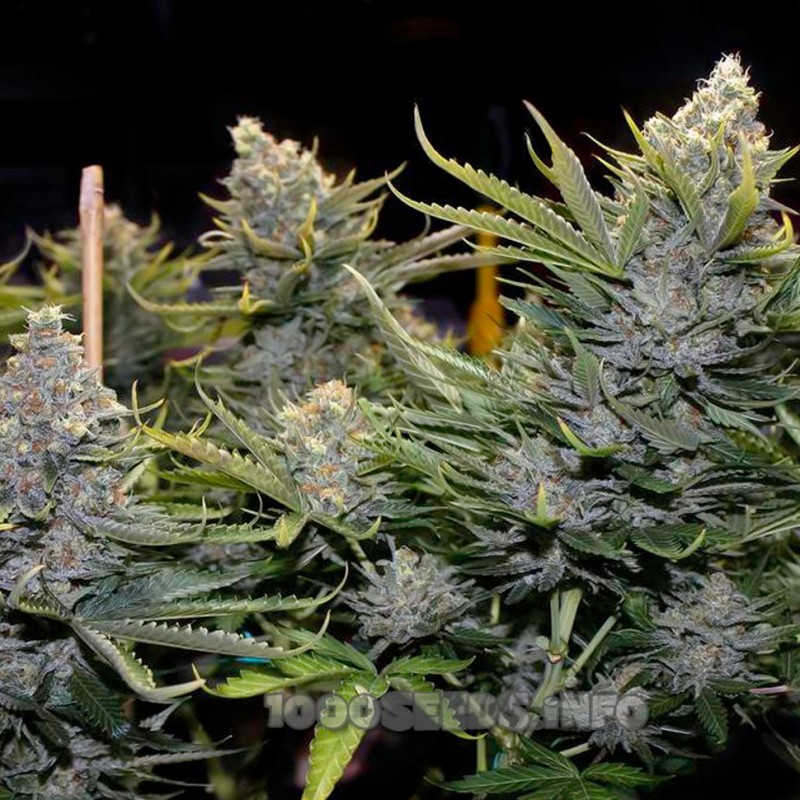 Blue Mango feminised Ganja Seeds - 477 насінин