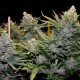 Blue Mango feminised Ganja Seeds - 477 насінин