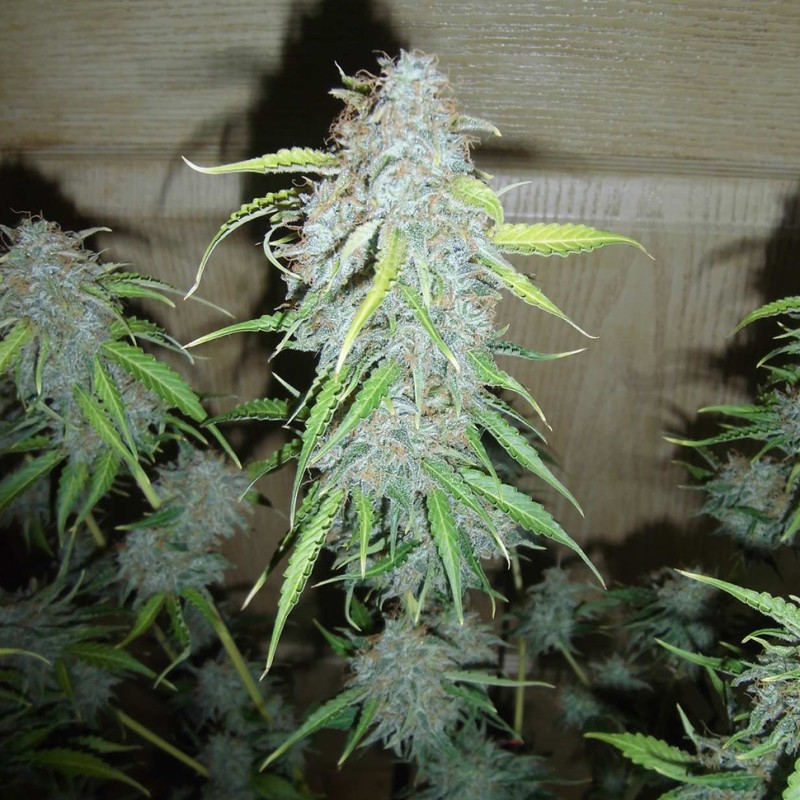 Blue Mango feminised Ganja Seeds - 477 насінин