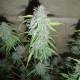 Blue Mango feminised Ganja Seeds - 477 насінин