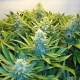Blue Mango feminised Ganja Seeds - 477 насінин