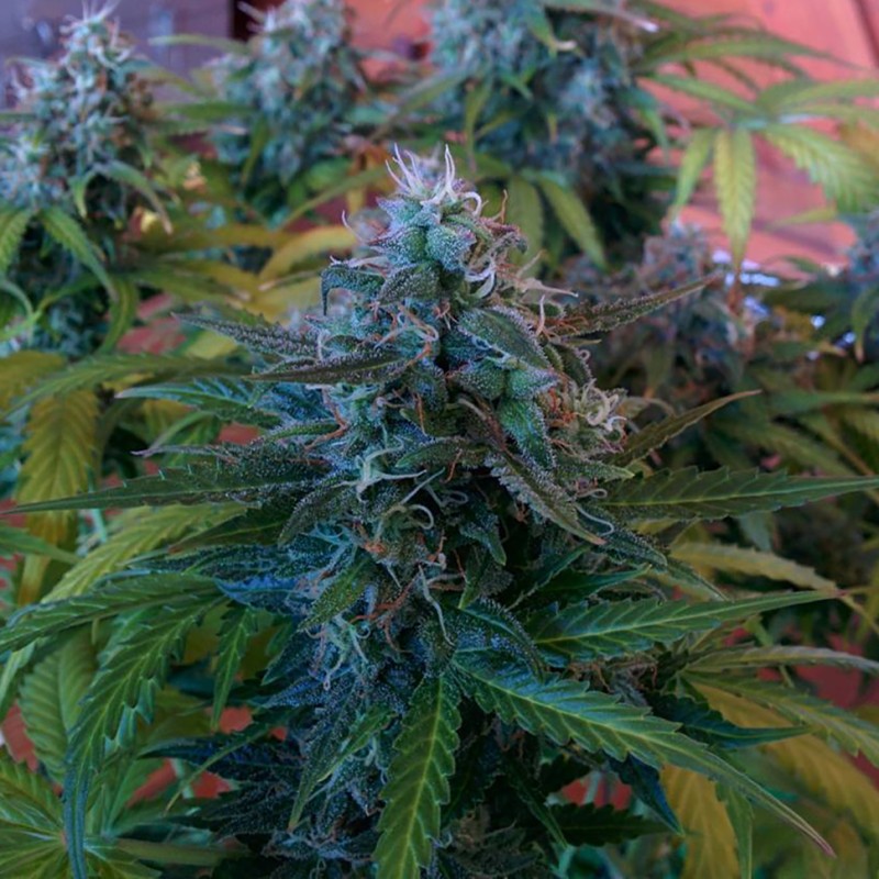 Blue Mango feminised Ganja Seeds - 477 насінин