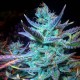 Blue Mango feminised Ganja Seeds - 477 насінин