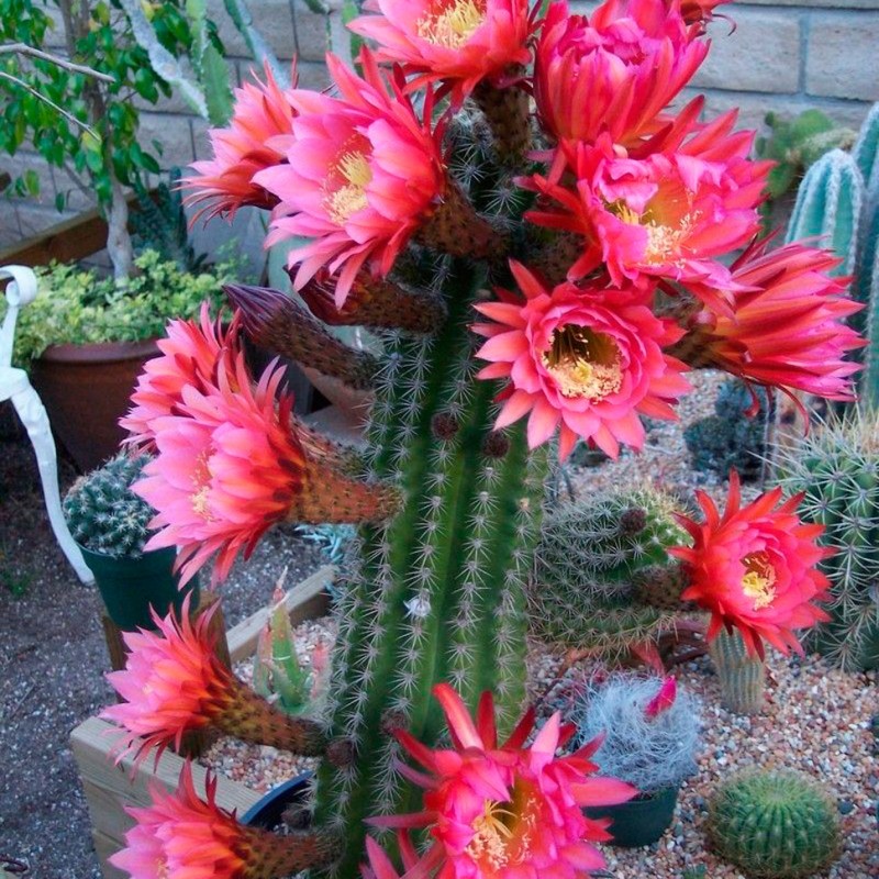Trichocereus hybrid