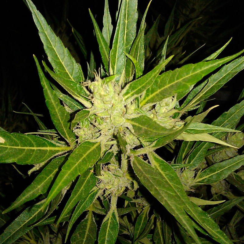 Auto Anubis regular Ganja Seeds