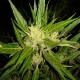 Auto Anubis regular Ganja Seeds