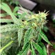 Auto Anubis regular Ganja Seeds