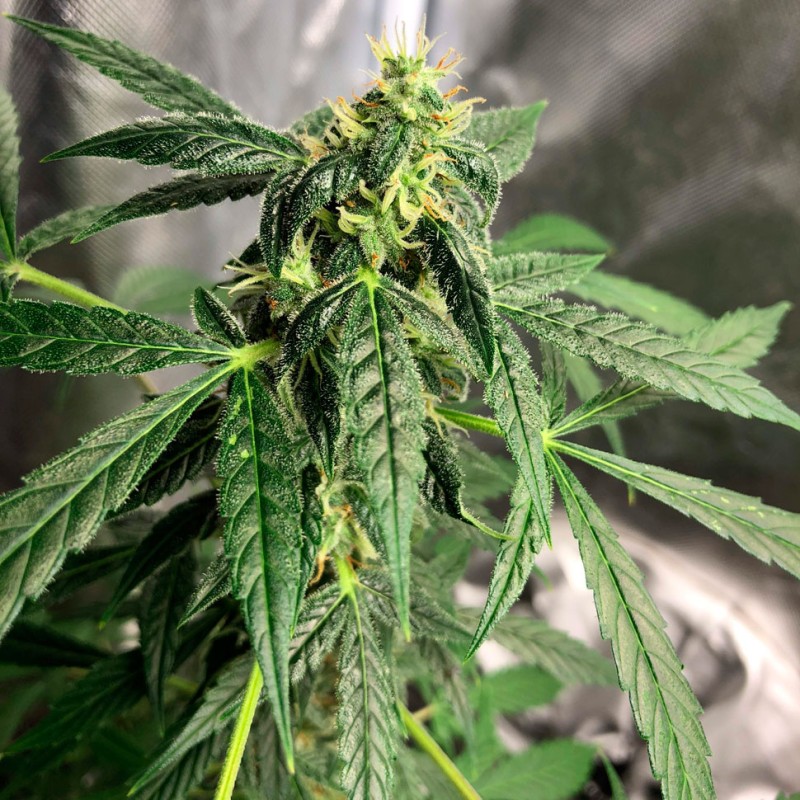 Auto Anubis regular Ganja Seeds