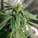 Auto Anubis regular Ganja Seeds