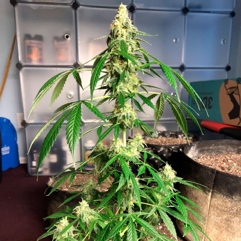 Auto Anubis regular Ganja Seeds