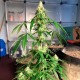 Auto Anubis regular Ganja Seeds