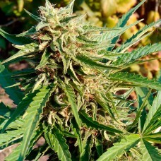 Auto Anubis regular Ganja Seeds