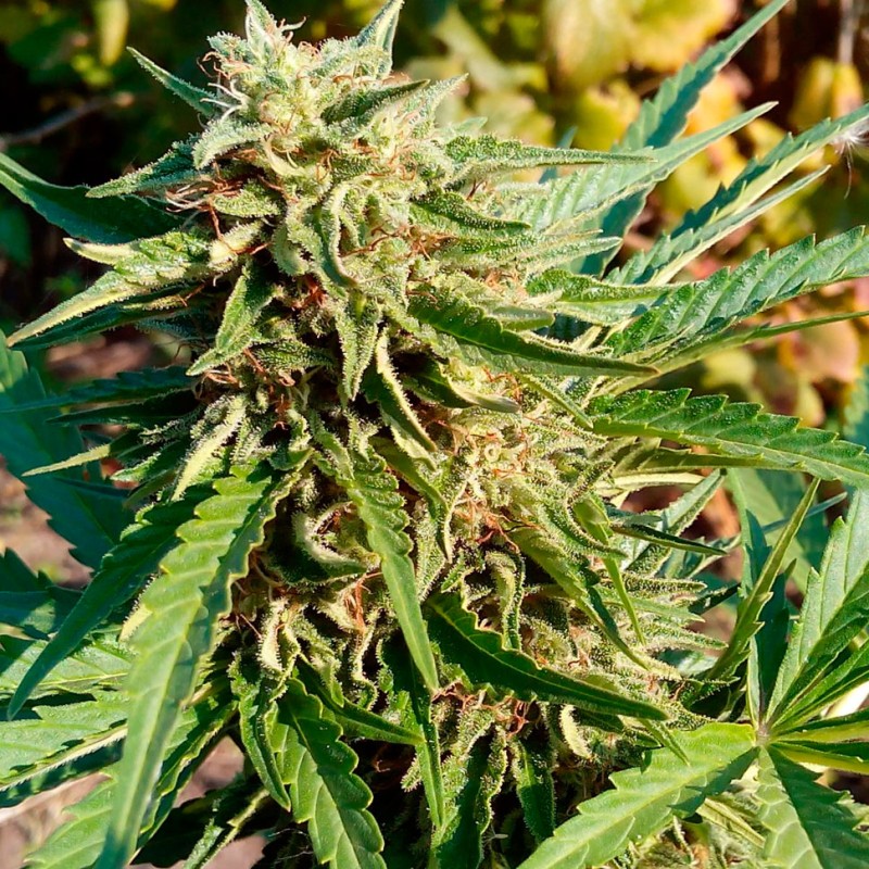 Auto Anubis regular Ganja Seeds