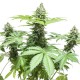 AK feminised Ganja Seeds