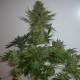 AK feminised Ganja Seeds