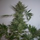 AK feminised Ganja Seeds