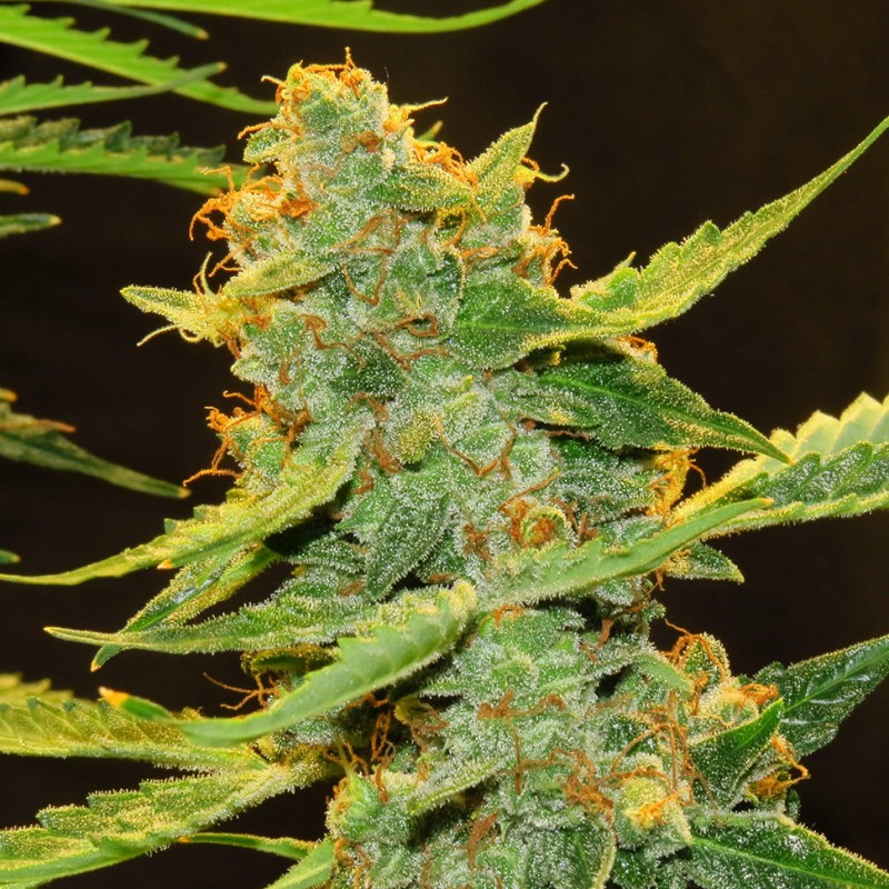 Auto Northern Lights x Haze feminised Ganja Seeds - 477 насінин