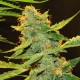 Auto Northern Lights x Haze feminised Ganja Seeds - 477 насінин