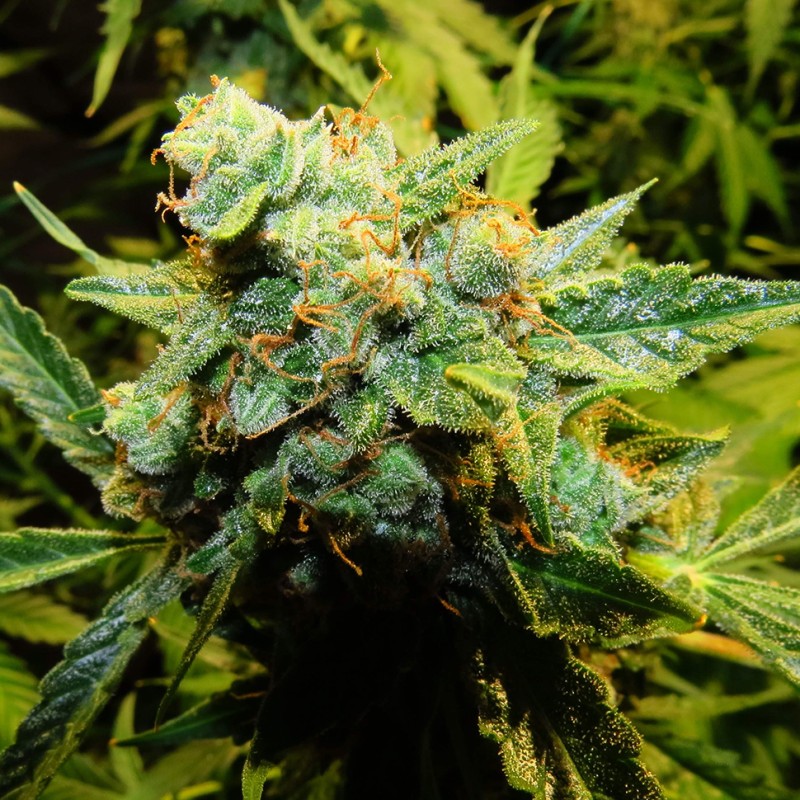 Auto Northern Lights x Haze feminised Ganja Seeds - 477 насінин