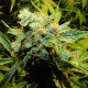 Auto Northern Lights x Haze feminised Ganja Seeds - 477 насінин