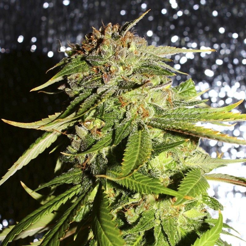 Afghani #1 feminised Ganja Seeds - 4 насінини