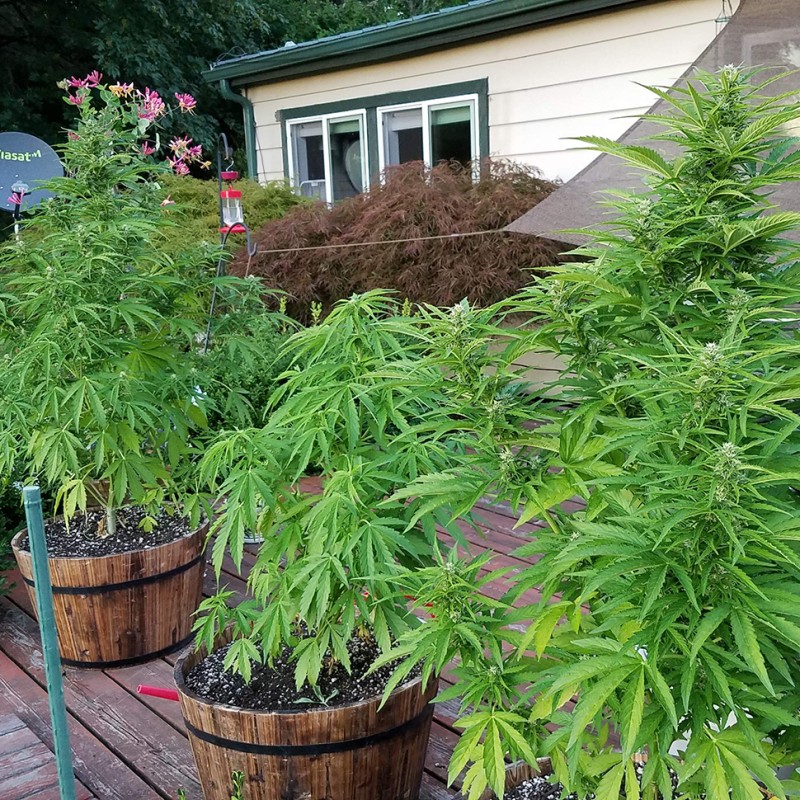 Afghani #1 feminised Ganja Seeds - 4 насінини