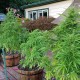 Afghani #1 feminised Ganja Seeds - 4 насінини