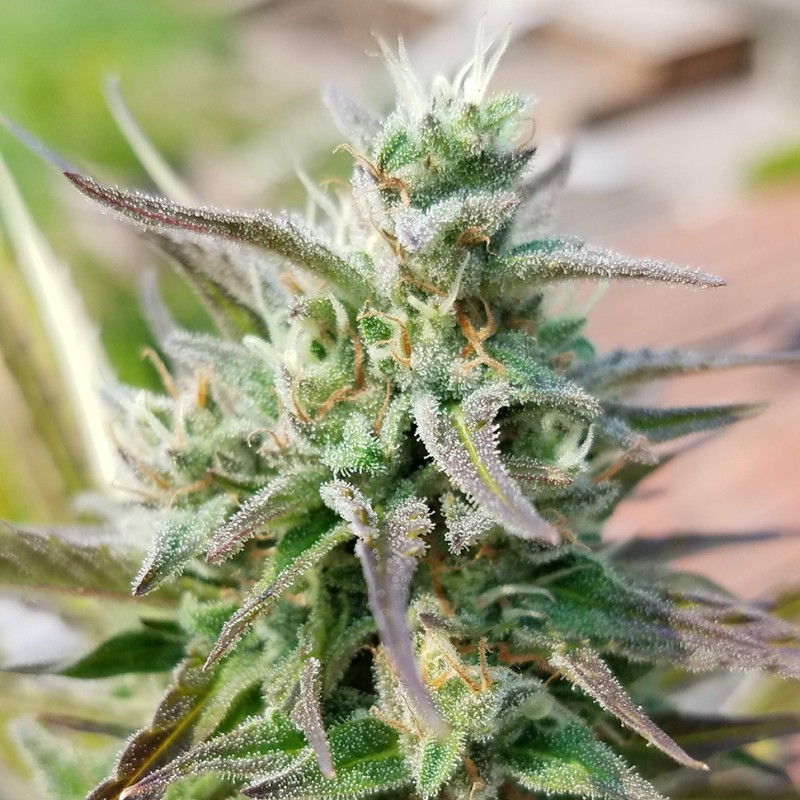 Afghani #1 feminised Ganja Seeds - 4 насінини