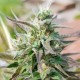 Afghani #1 feminised Ganja Seeds - 4 насінини