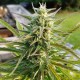 Afghani #1 feminised Ganja Seeds - 4 насінини