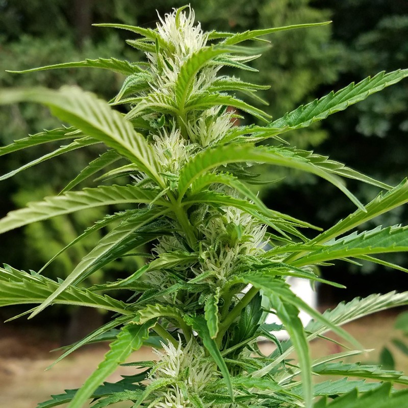 Afghani #1 feminised Ganja Seeds - 4 насінини