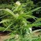 Afghani #1 feminised Ganja Seeds - 4 насінини