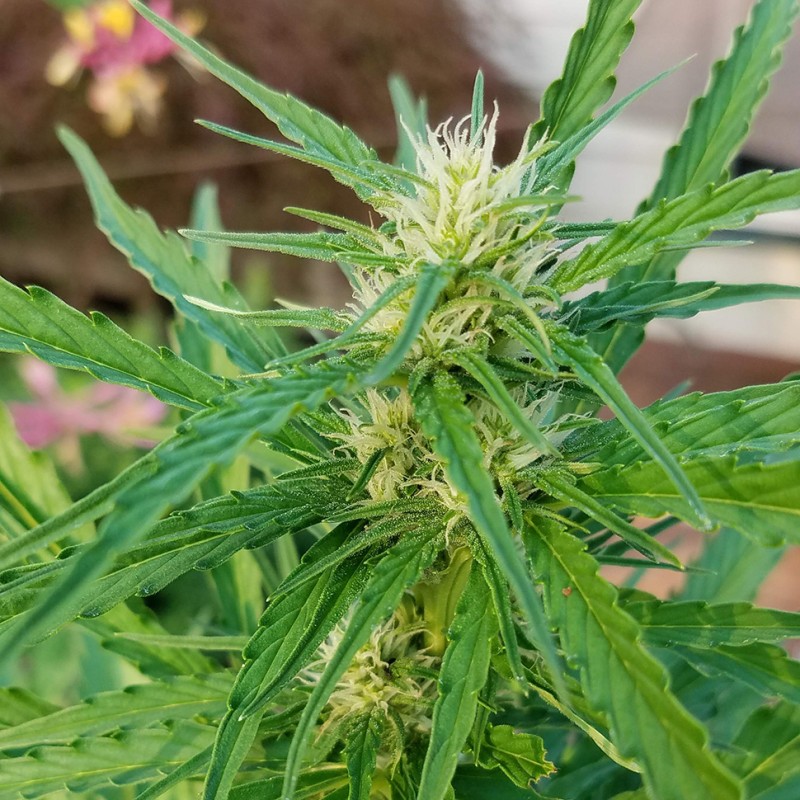 Afghani #1 feminised Ganja Seeds - 4 насінини