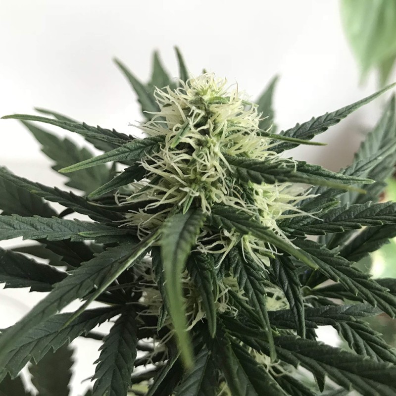 Afghani #1 feminised Ganja Seeds - 4 насінини