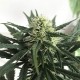 Afghani #1 feminised Ganja Seeds - 4 насінини