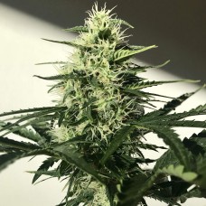 Afghani #1 feminised Ganja Seeds