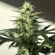 Afghani #1 feminised Ganja Seeds - 4 насінини