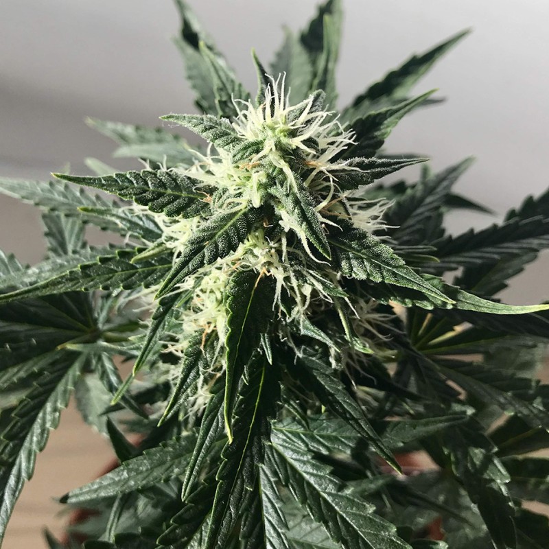 Afghani #1 feminised Ganja Seeds - 4 насінини