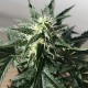 Afghani #1 feminised Ganja Seeds - 4 насінини