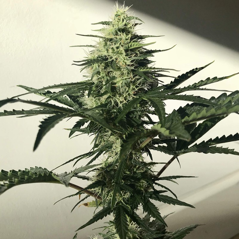 Afghani #1 feminised Ganja Seeds - 4 насінини