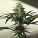 Afghani #1 feminised Ganja Seeds - 4 насінини