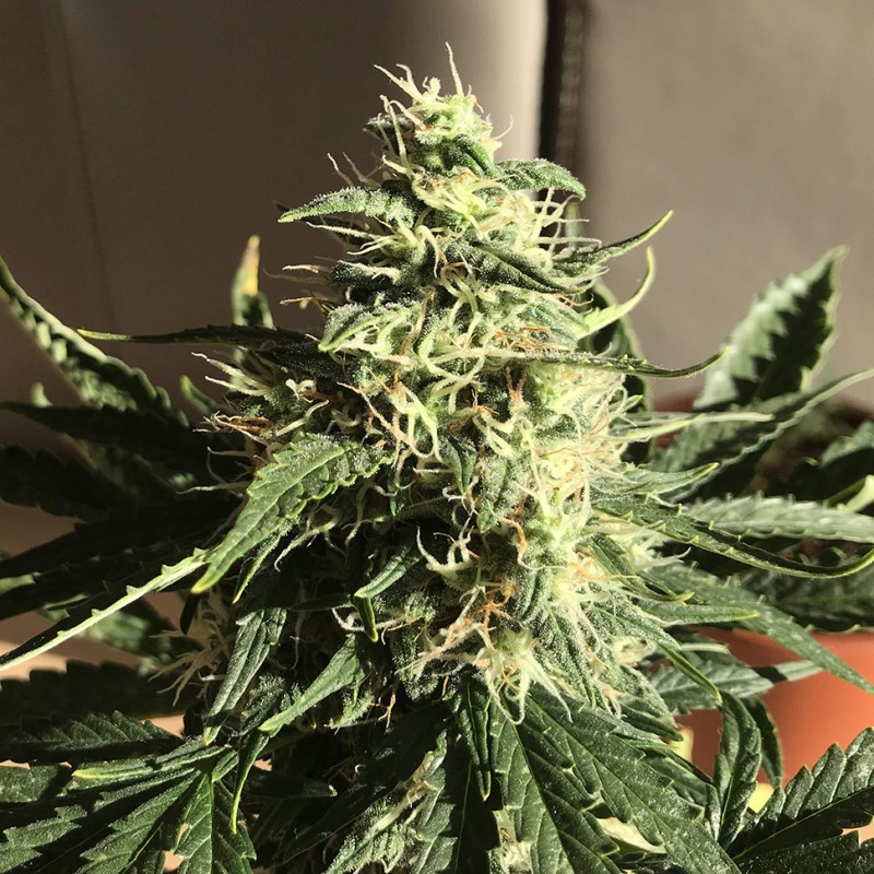 Afghani #1 feminised Ganja Seeds - 4 насінини
