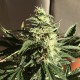 Afghani #1 feminised Ganja Seeds - 4 насінини