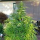 Afghani #1 feminised Ganja Seeds - 4 насінини