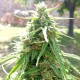 Himalaya Gold feminised Ganja Seeds