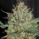 Auto White Widow CBD feminised GanjaLiveSeeds