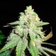 Auto White Widow CBD feminised GanjaLiveSeeds
