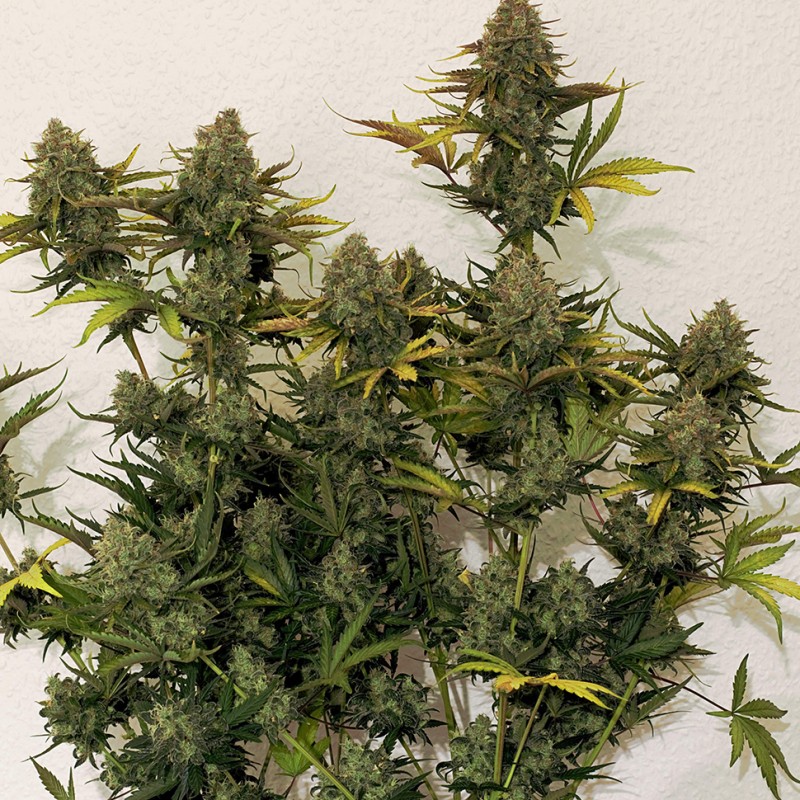 Cheese Berries feminised Ganja Seeds
