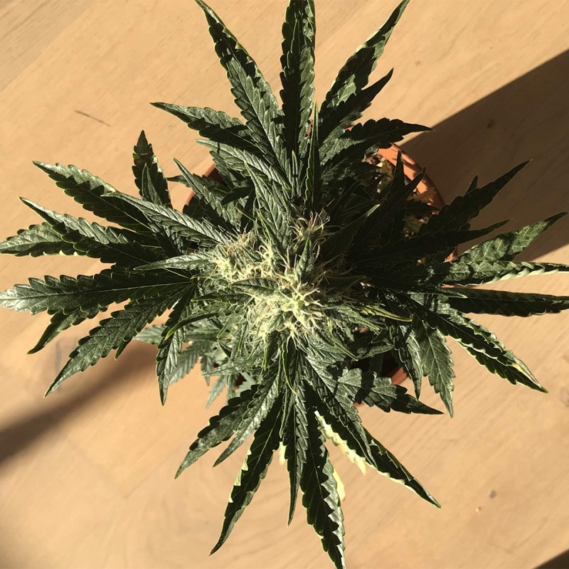 Auto Afghan Kush feminised Ganja Seeds