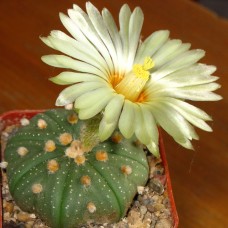 Astrophytum asterias